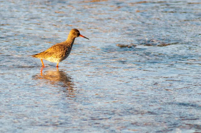 Redshank in Lofoten