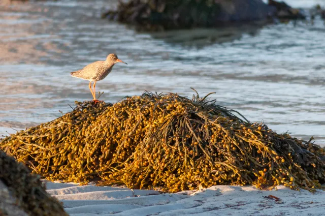 Redshank in Lofoten