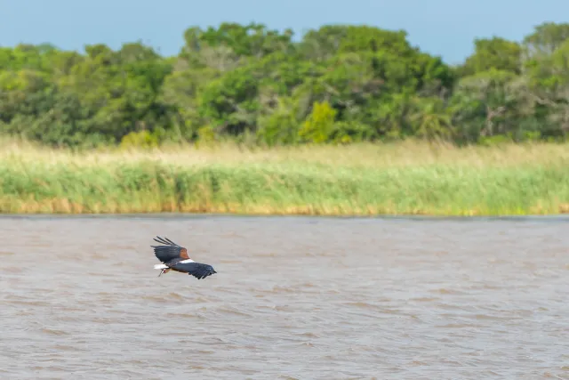 Fish eagle when fishing