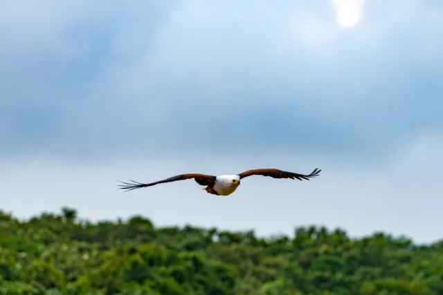 African fish eagle (Haliaeetus vocifer)