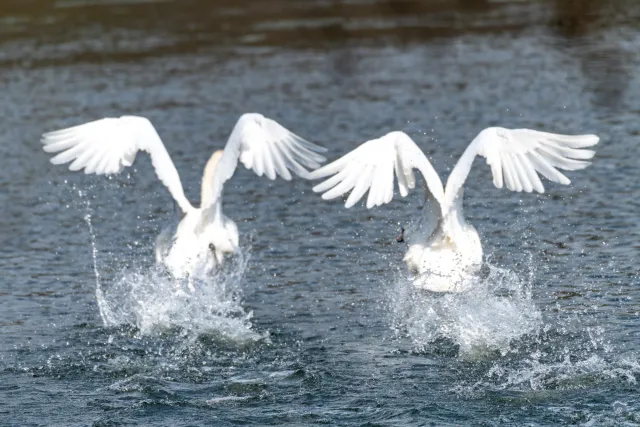 Pair of swans