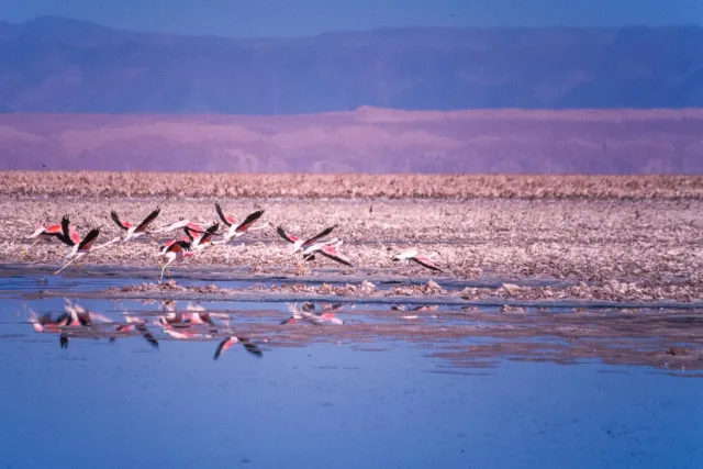 Andean flamingos in the Salar de Atacama