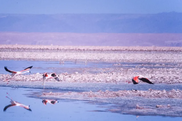 Andean flamingos in the Salar de Atacama