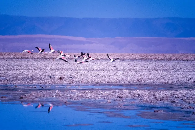 Andean flamingos in the Salar de Atacama