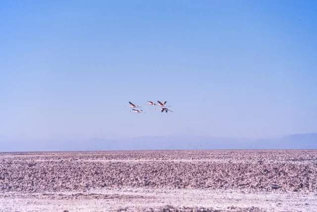 Andenflamingos im Salar de Atacama