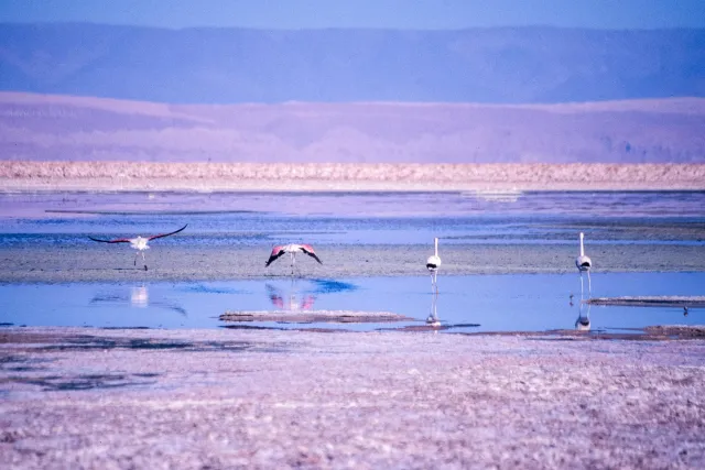 Andean flamingos in the Salar de Atacama