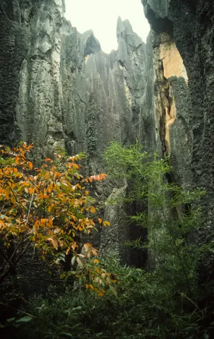 Fairytale forest Shilin