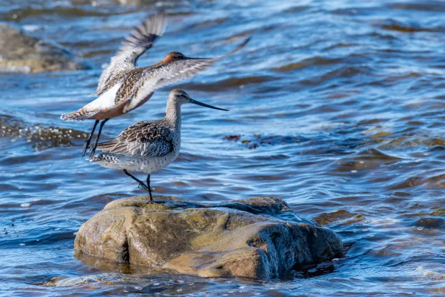 Pair of bar-tailed godwits on Ekkerøy