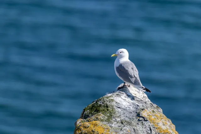 Kittiwake nesting sites in Ekkerøy Bird Sanctuary