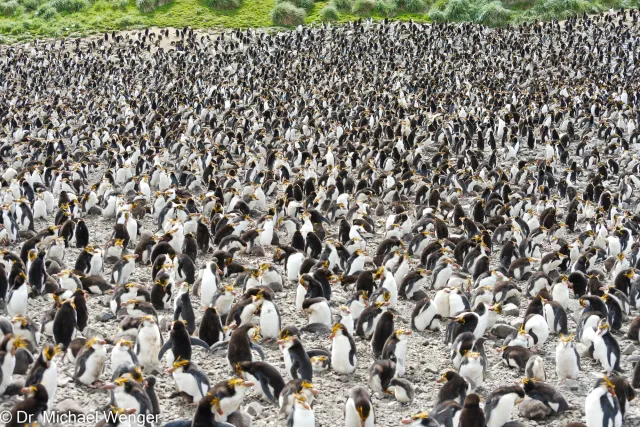 Haubenpinguine auf der Macquarie-Insel