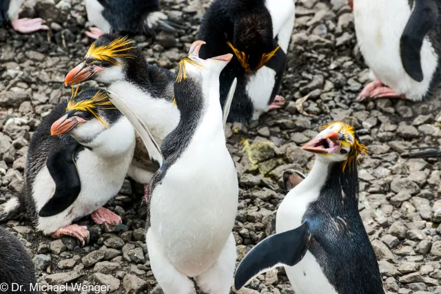 Haubenpinguine auf der Macquarie-Insel