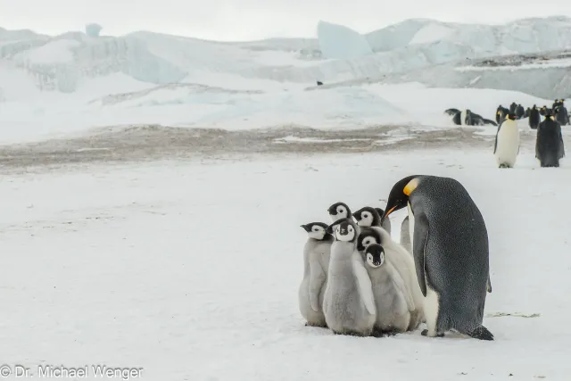 Emperor penguins (Aptenodytes forsteri)