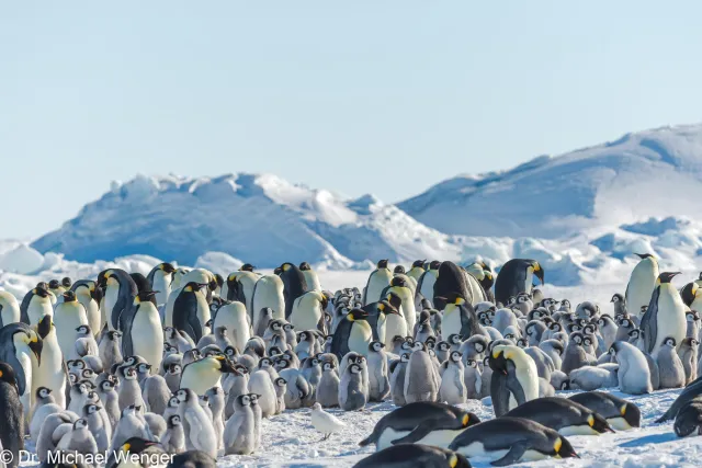 Emperor penguins (Aptenodytes forsteri)