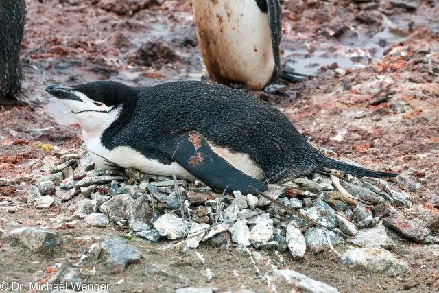 Zügelpinguine in der Antarktis