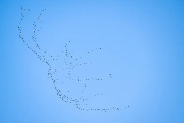 A swarm of cranes over the valley of the Hanfcreek