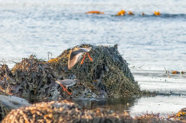 The Dance of the Redshanks