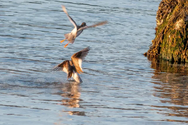 The Dance of the Redshanks