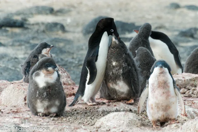 Adeliepinguine in der Antarktis