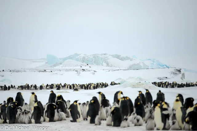 Kaiserpinguine in der Antarktis