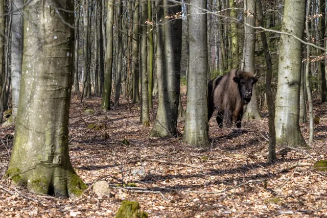 Wisente auf Bornholm