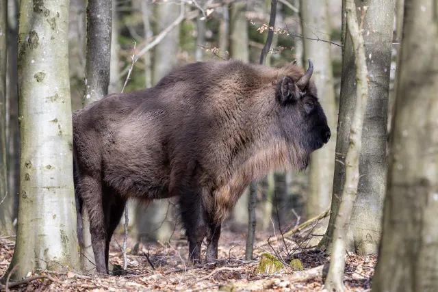 European bison on Bornholm