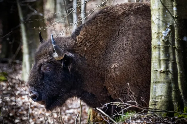 European bison on Bornholm