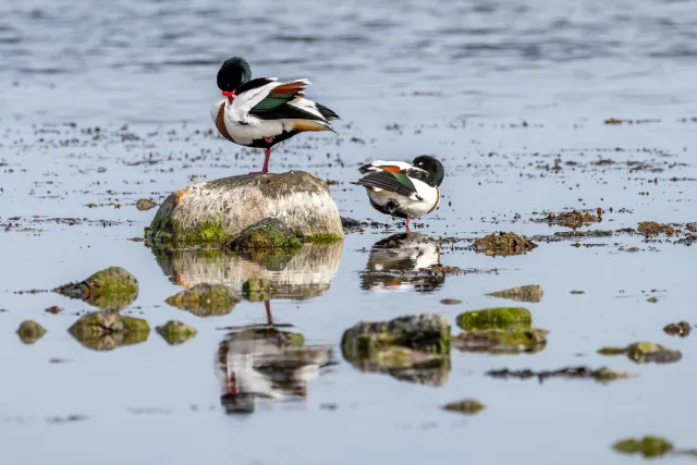 Common shelducks on the Baltic coast of Bornholm