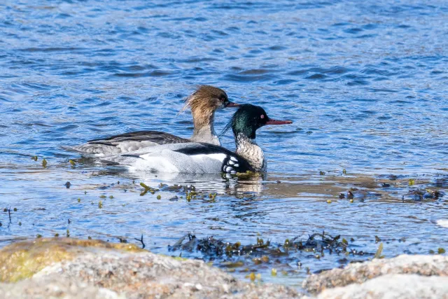 Mittelsäger (Mergus serrator) auf Bornholm