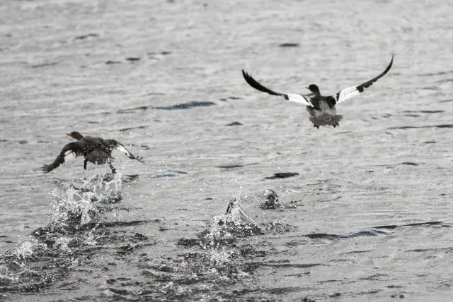 Red-breasted merganser (Mergus serrator) on Iceland at Myvatn, the mosquito lake