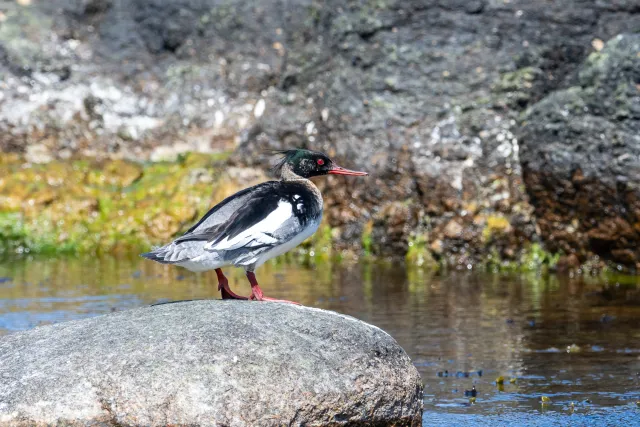 Mittelsäger (Mergus serrator) auf Bornholm