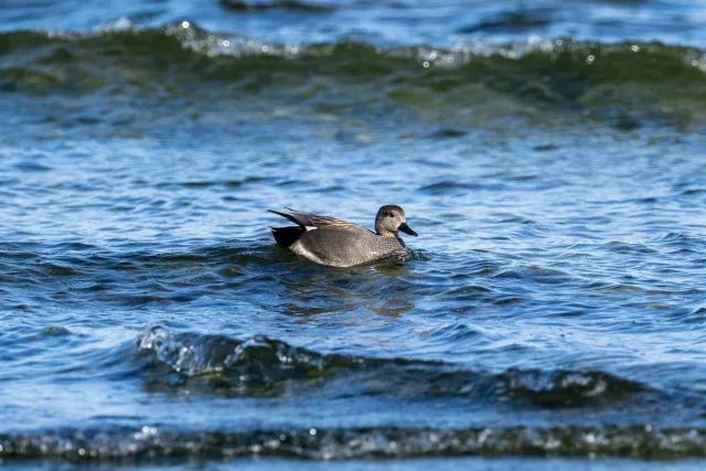 Schnatterenten an der Ostseeküste von Bornholm