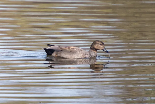 Gadwall ducks in Belgium