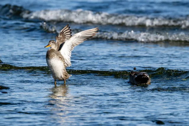 Gadwall ducks on the Baltic coast of Bornholm