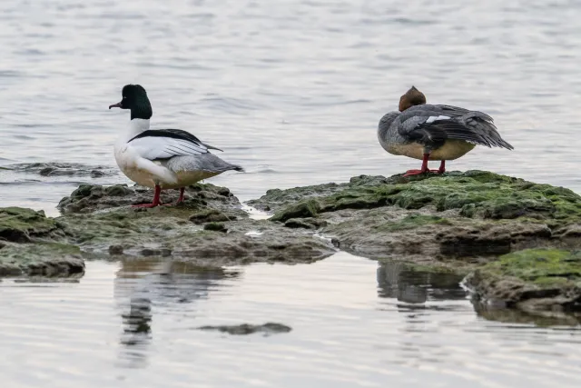 Gänsesäger (Mergus merganser) an der Ostseeküste von Bornholm