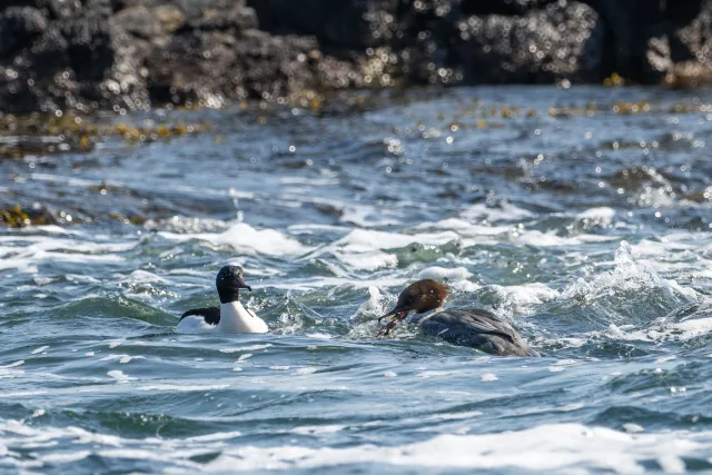 Gänsesäger (Mergus merganser) an der Ostseeküste von Bornholm