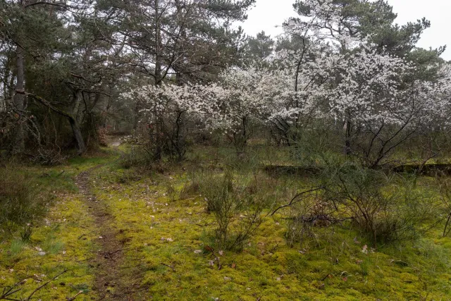 Trail von Bakkerne Havn nach Snogebæk