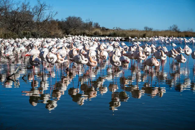 Auge in Auge mit den Flamingos