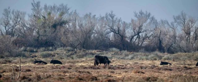 Resting bulls in the Camargue