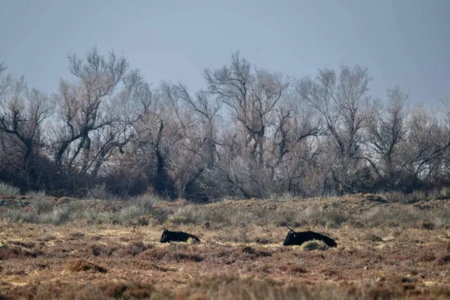 Resting bulls in the Camargue