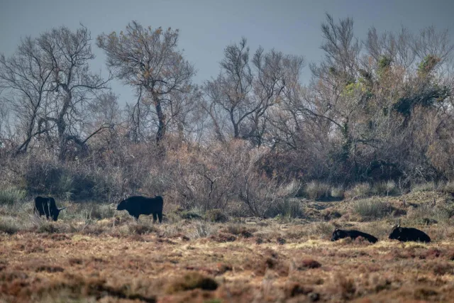 Resting bulls in the Camargue