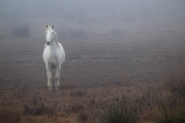 Wild horse in the Camargue