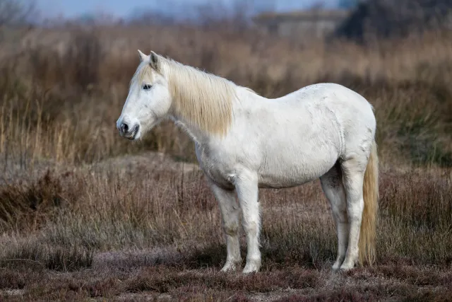 Wild horse in the Camargue