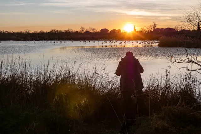 Sonnenuntergang mit Rosaflamingos in der Camargue